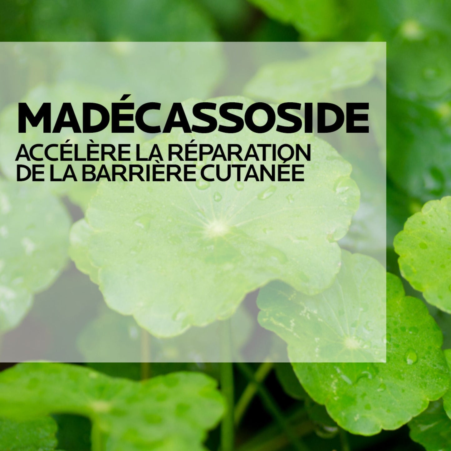 CICAPLAST BAUME B5+ CRÈME ULTRA-RÉPARATRICE APAISANTE - 15 ml