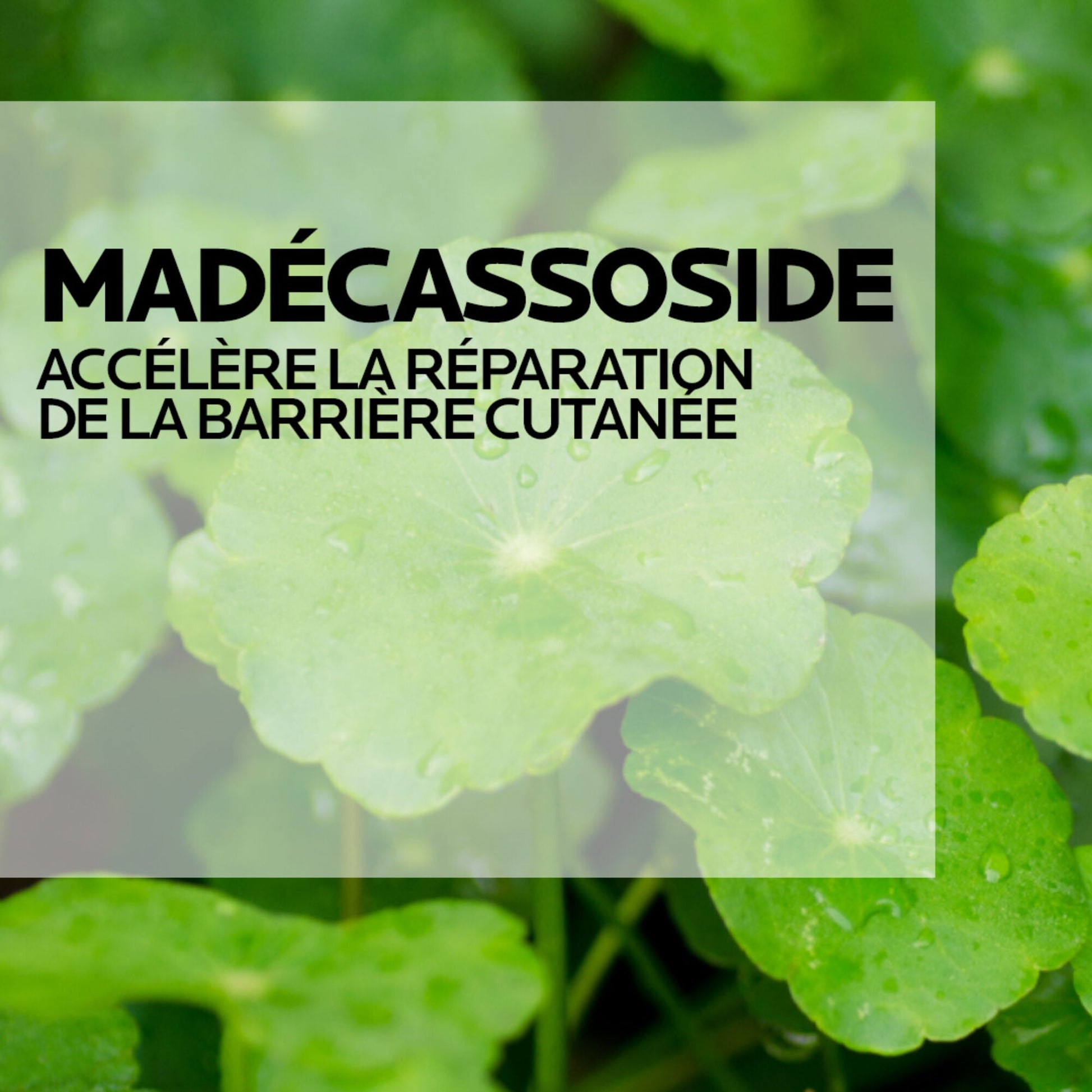 CICAPLAST BAUME B5+ CRÈME ULTRA-RÉPARATRICE APAISANTE - 40 ml
